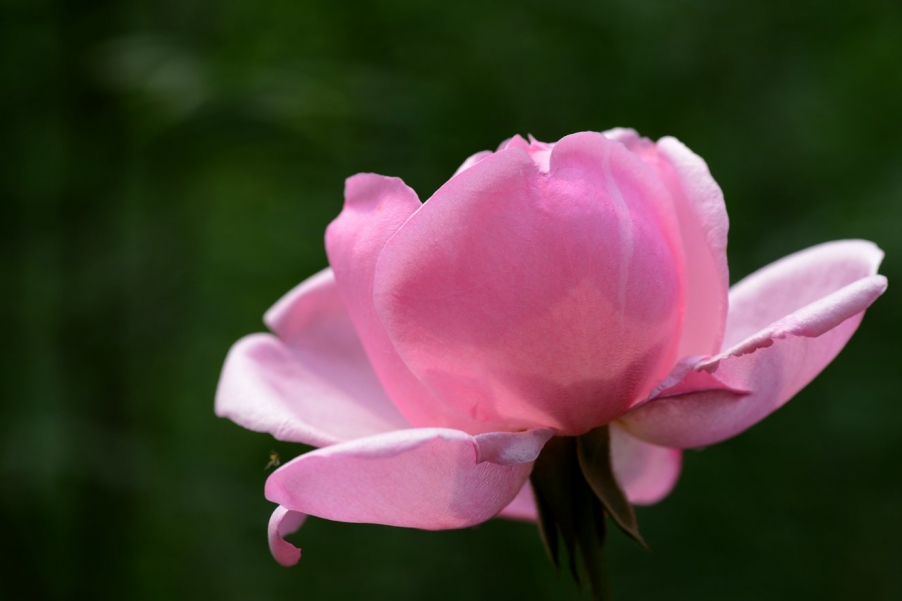 DSC_0452.jpg
