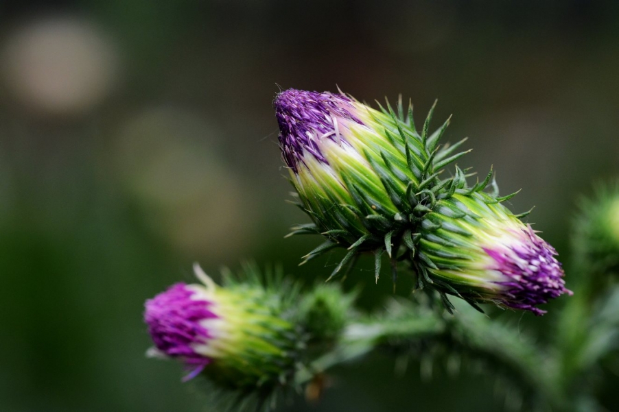 DSC_0308五月花3.jpg