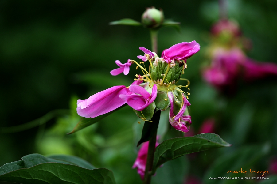 1G8A6686a.jpg