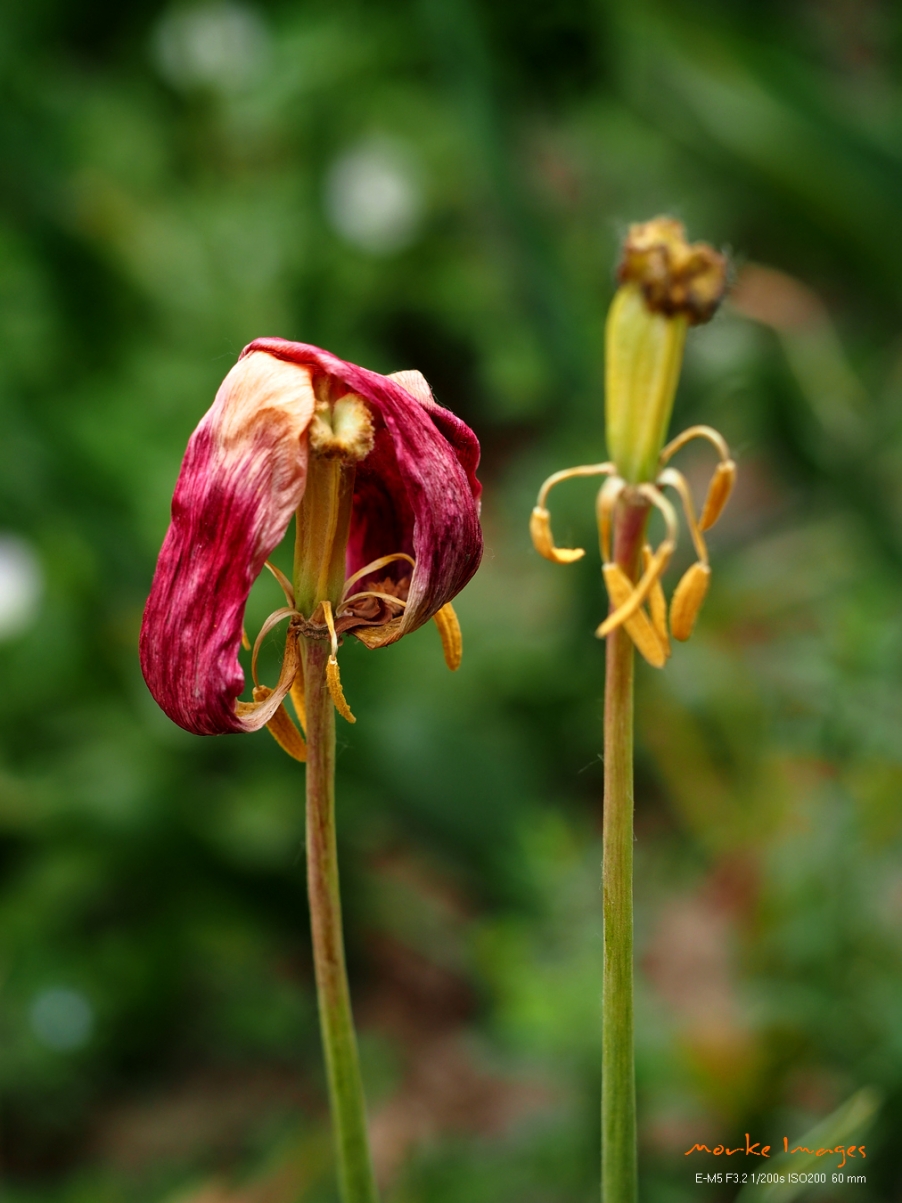P5056445a.jpg