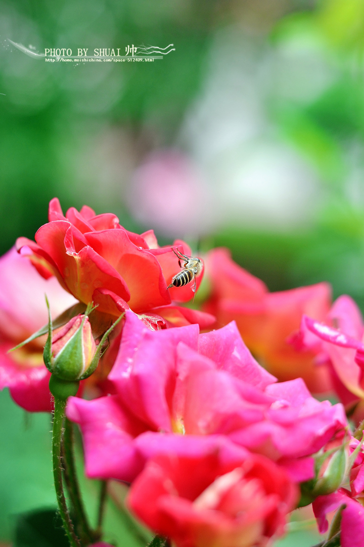 DSC_6361_副本.jpg