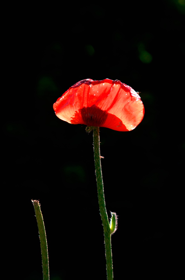 IMGP4638.jpg