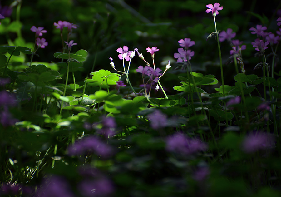 DSC_0811.jpg