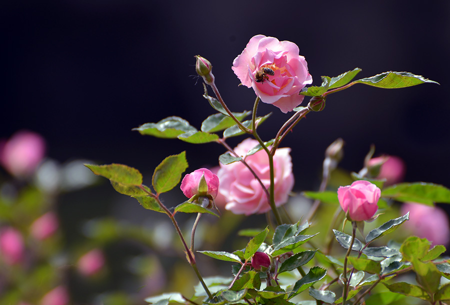 DSC_0742.jpg