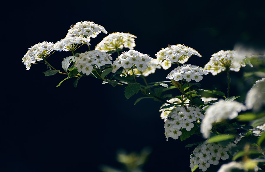 DSC_0713.jpg