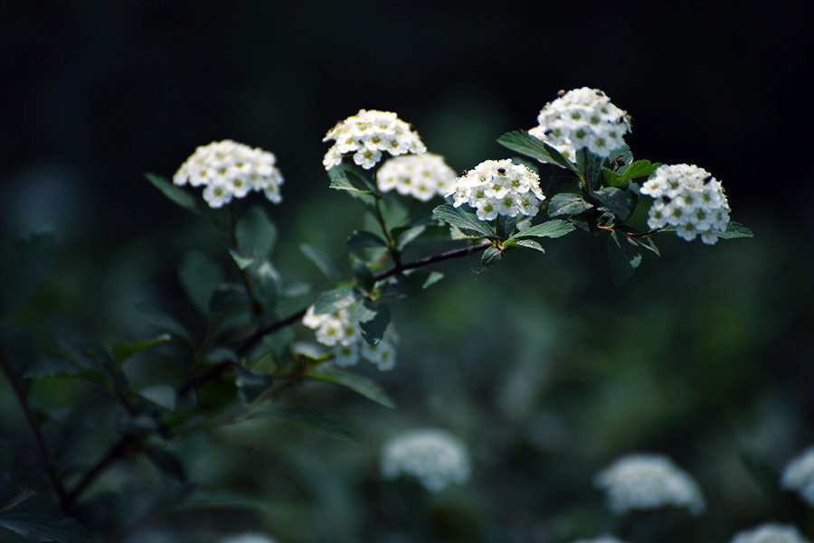 DSC_0711.jpg
