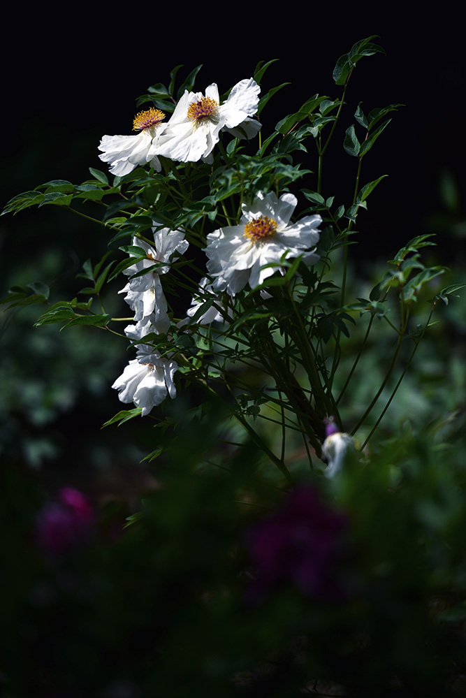 DSC_0699.jpg