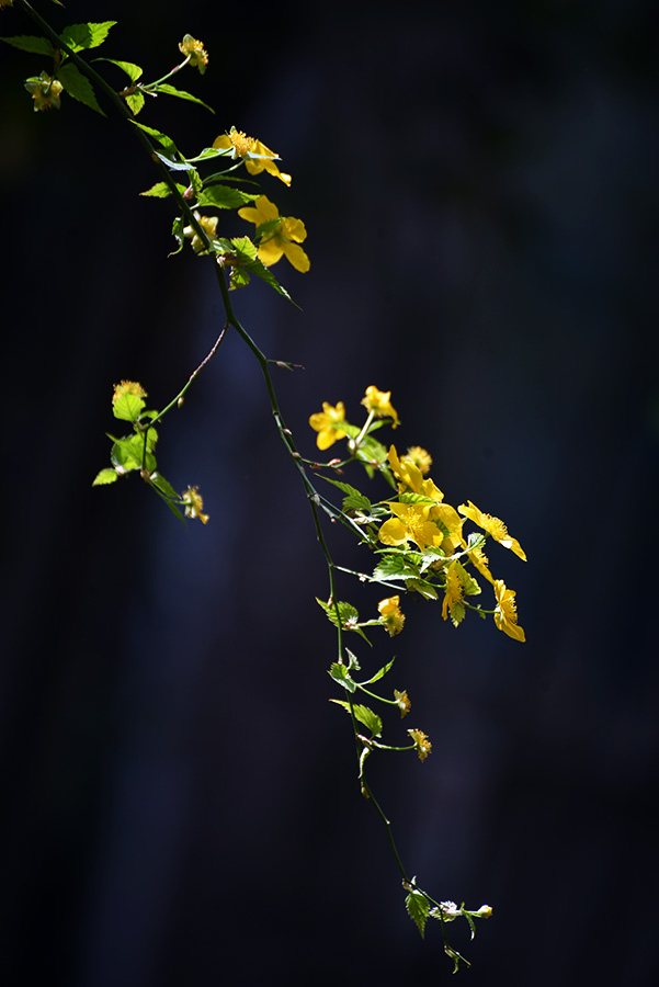 DSC_0552.JPG
