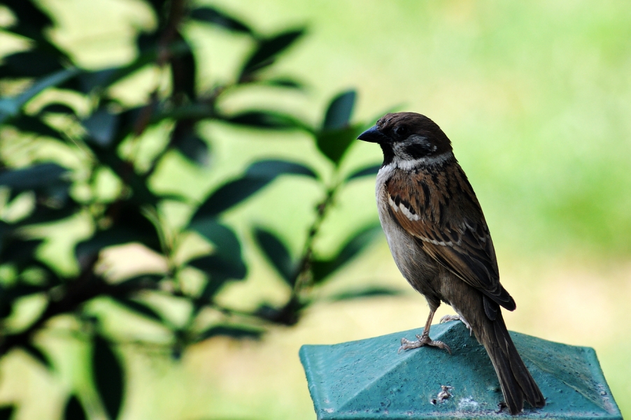 DSC_2451.jpg