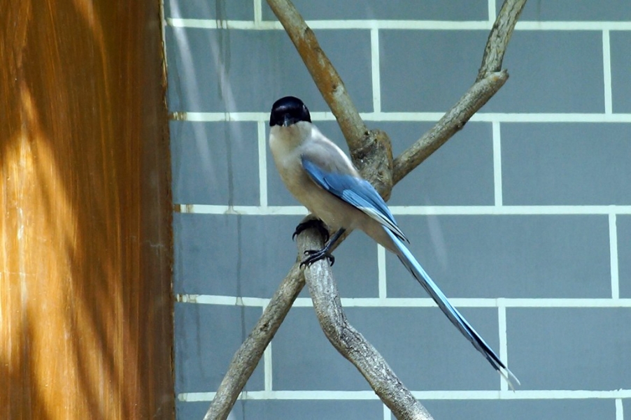灰喜鹊010.jpg
