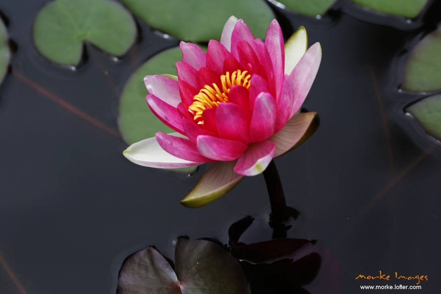 1G8A8607a.jpg