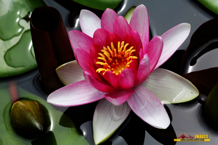 1G8A8620a.jpg