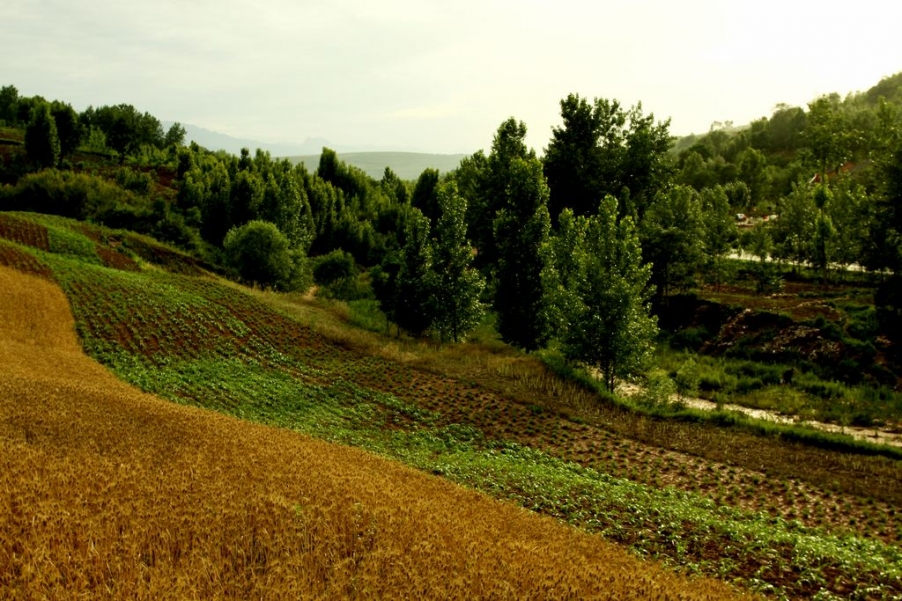 麦田2.jpg