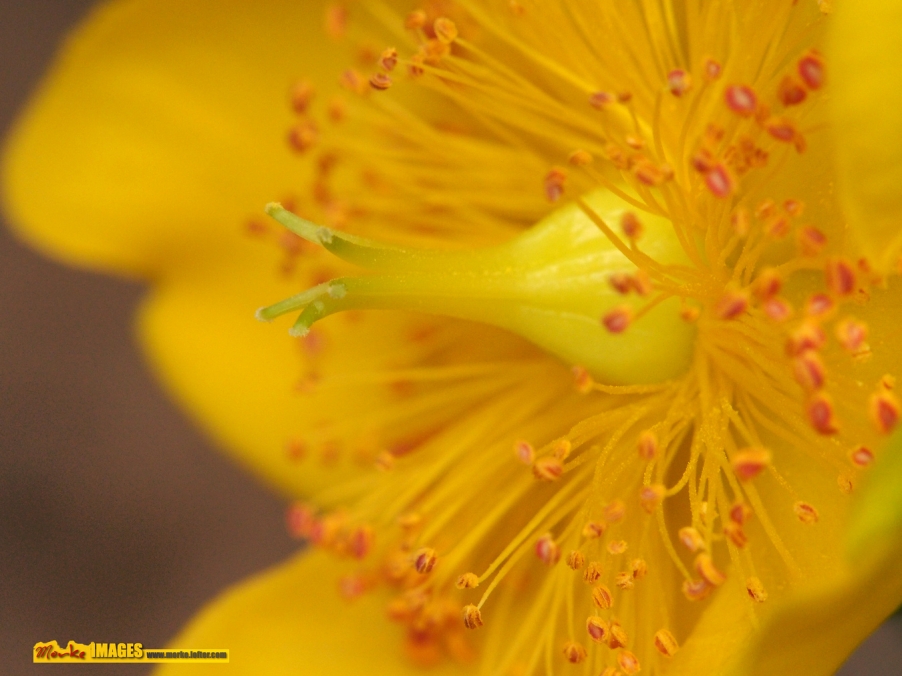 P5308563a.jpg