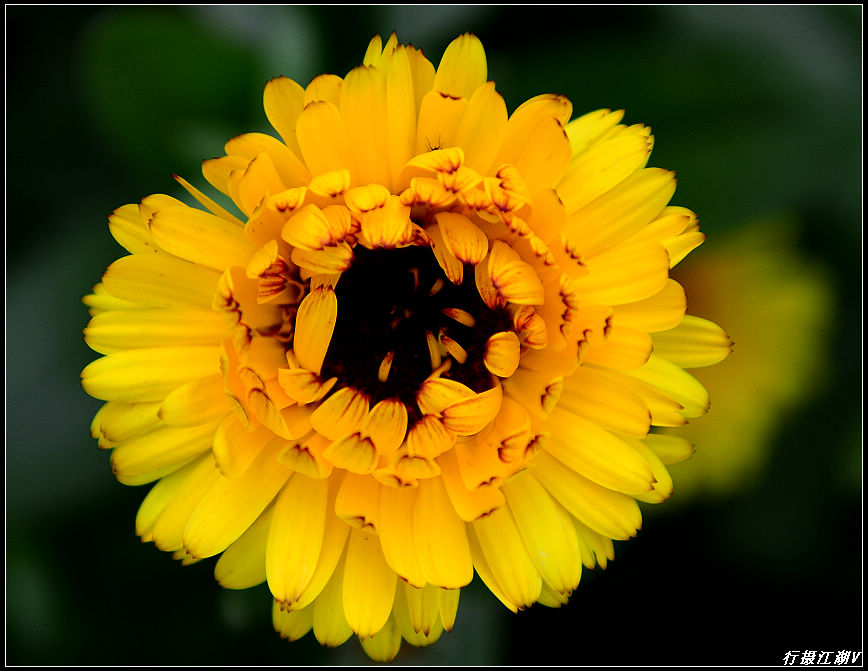 花1.jpg