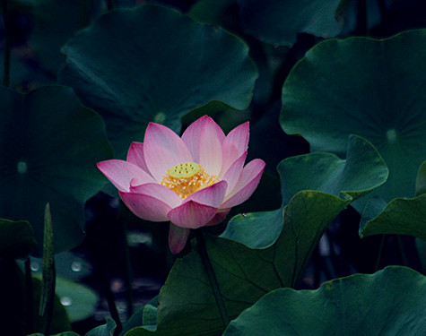 荷花 046_副本.jpg