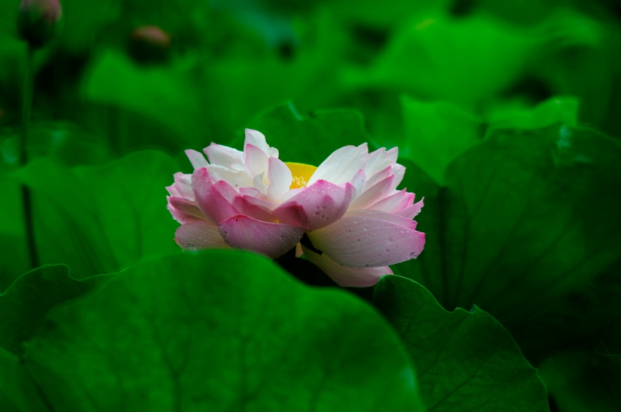 IMGP7520.jpg