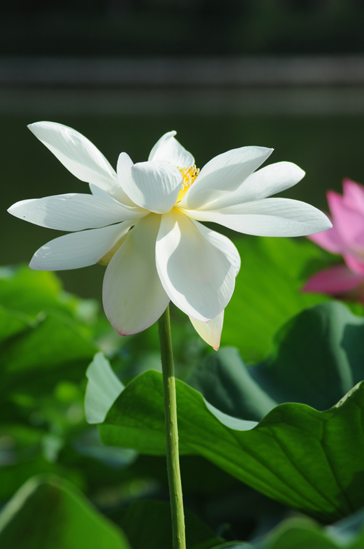 DSC_0504_副本.jpg