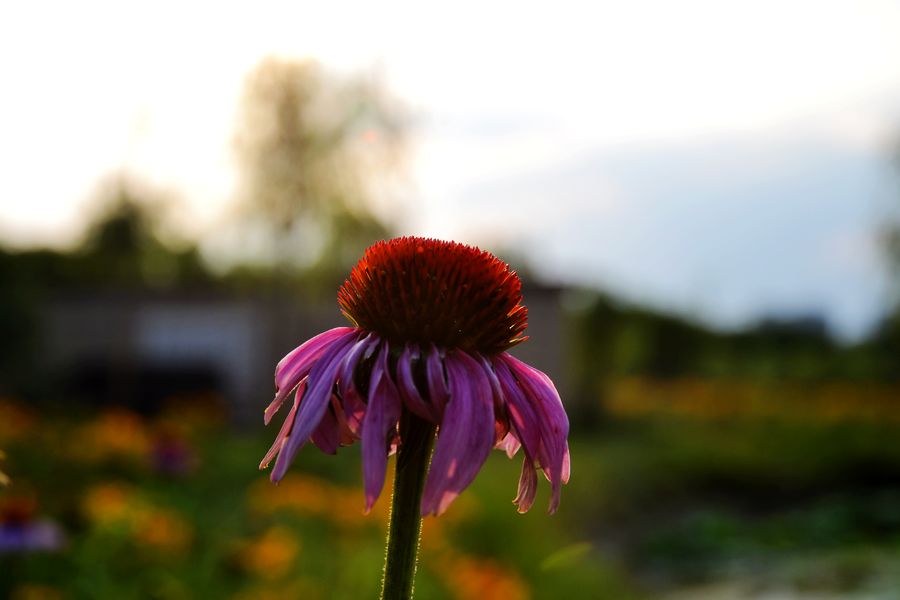 DSC_0604.jpg