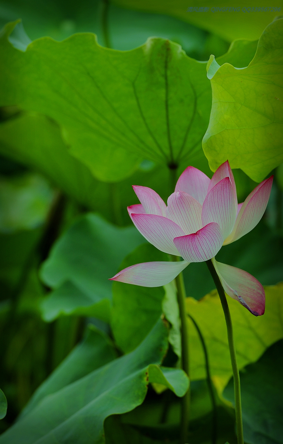 DSC_6339_副本.jpg