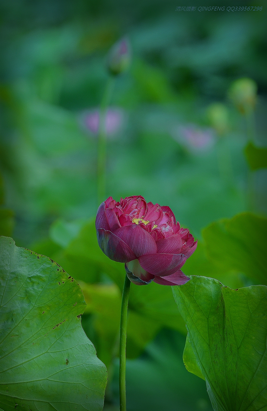 DSC_6373_副本_副本.jpg