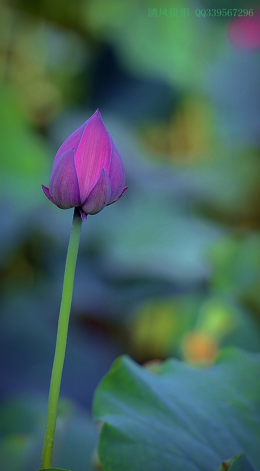 DSC_6573_副本.jpg