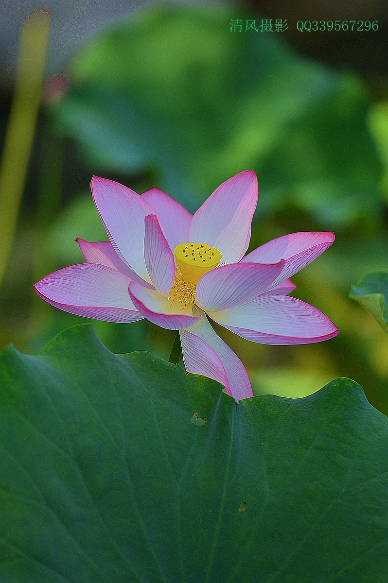 DSC_6582_副本.jpg
