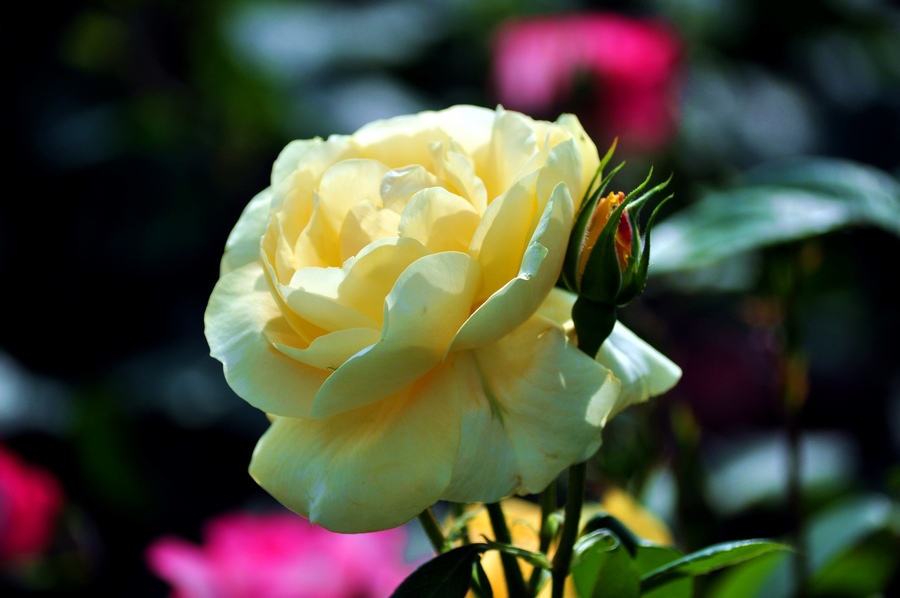 DSC_1102.jpg