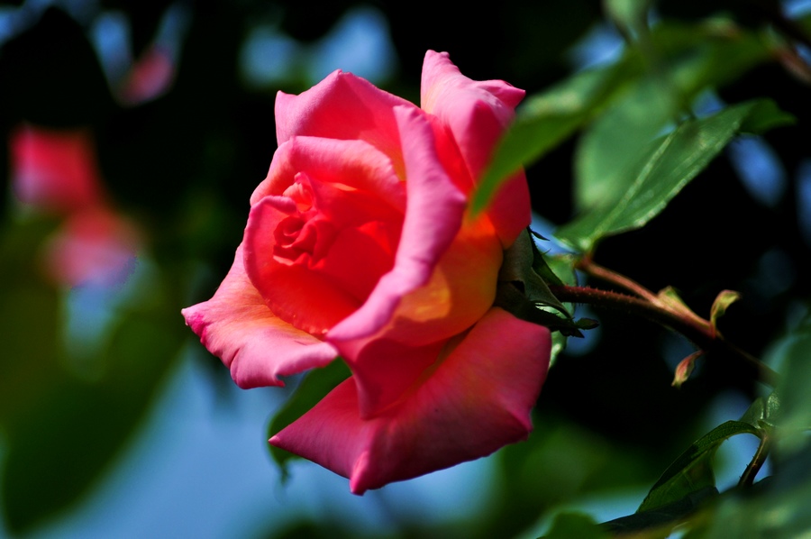 DSC_1105.jpg