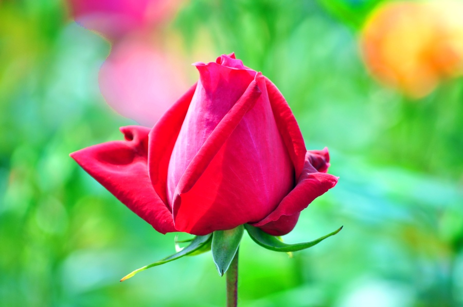 DSC_1112.jpg