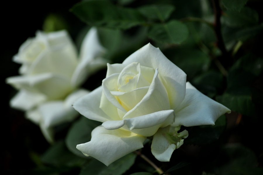 DSC_1127.jpg