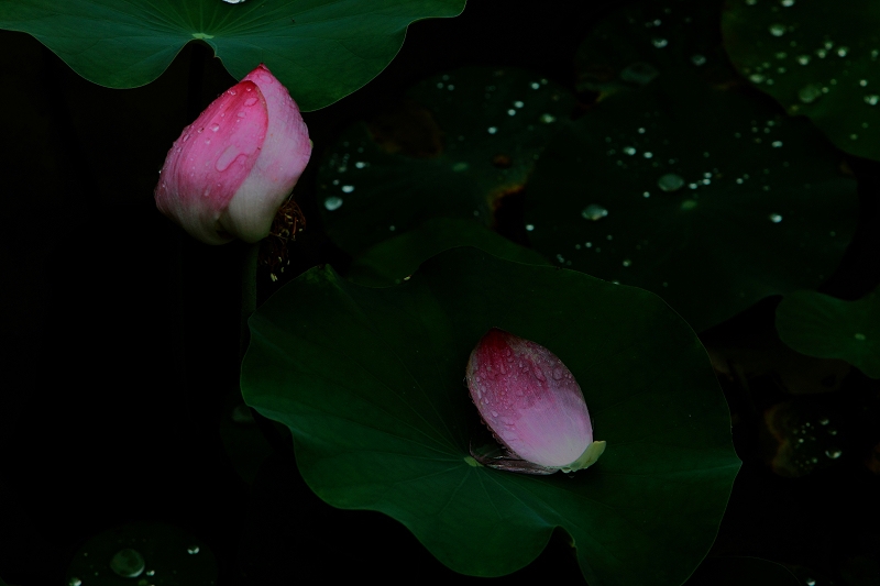 IMG_9045.jpg