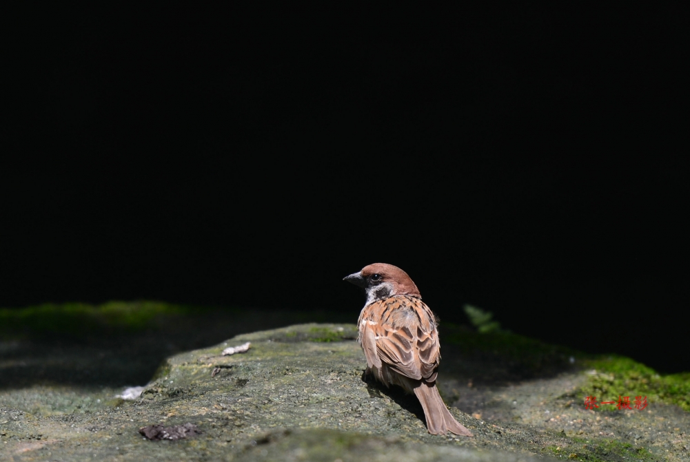 DSC_8717_副本.JPG