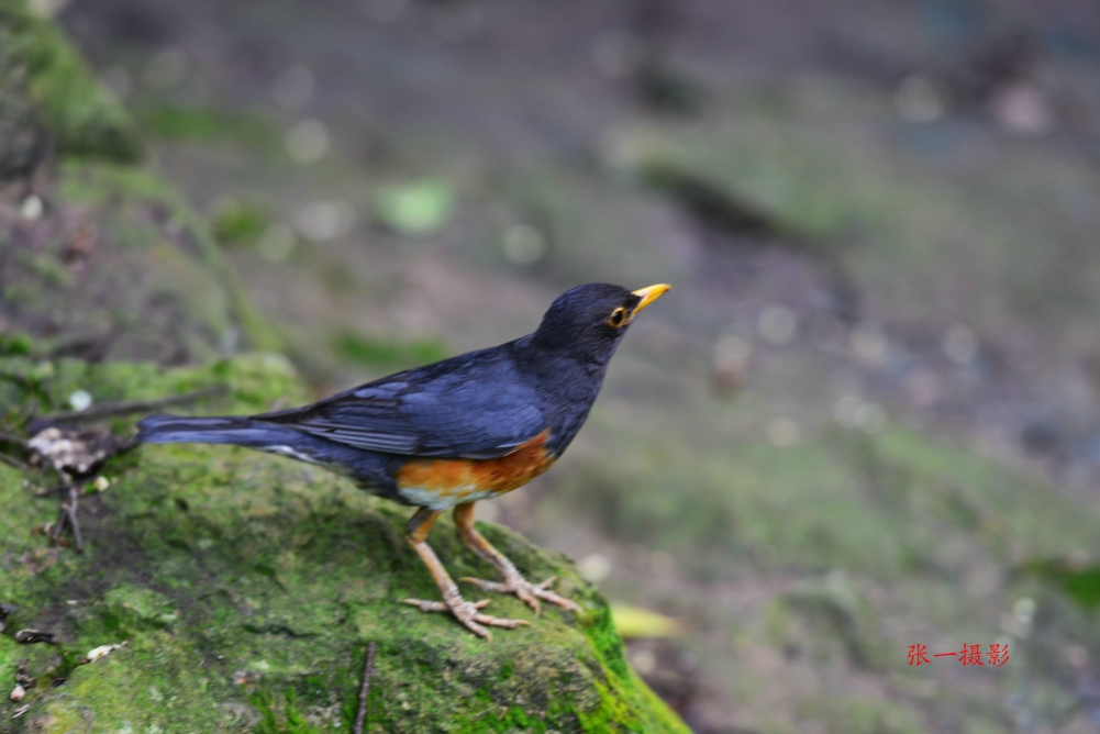 DSC_8798_副本.JPG
