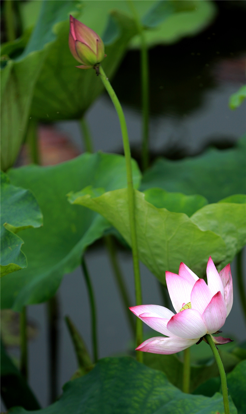 美荷002.jpg