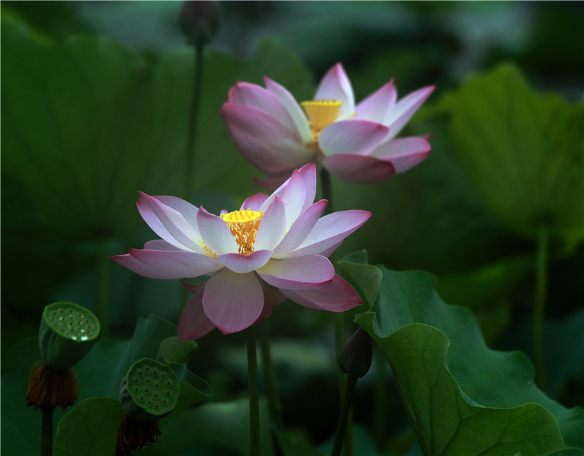 美荷012.jpg