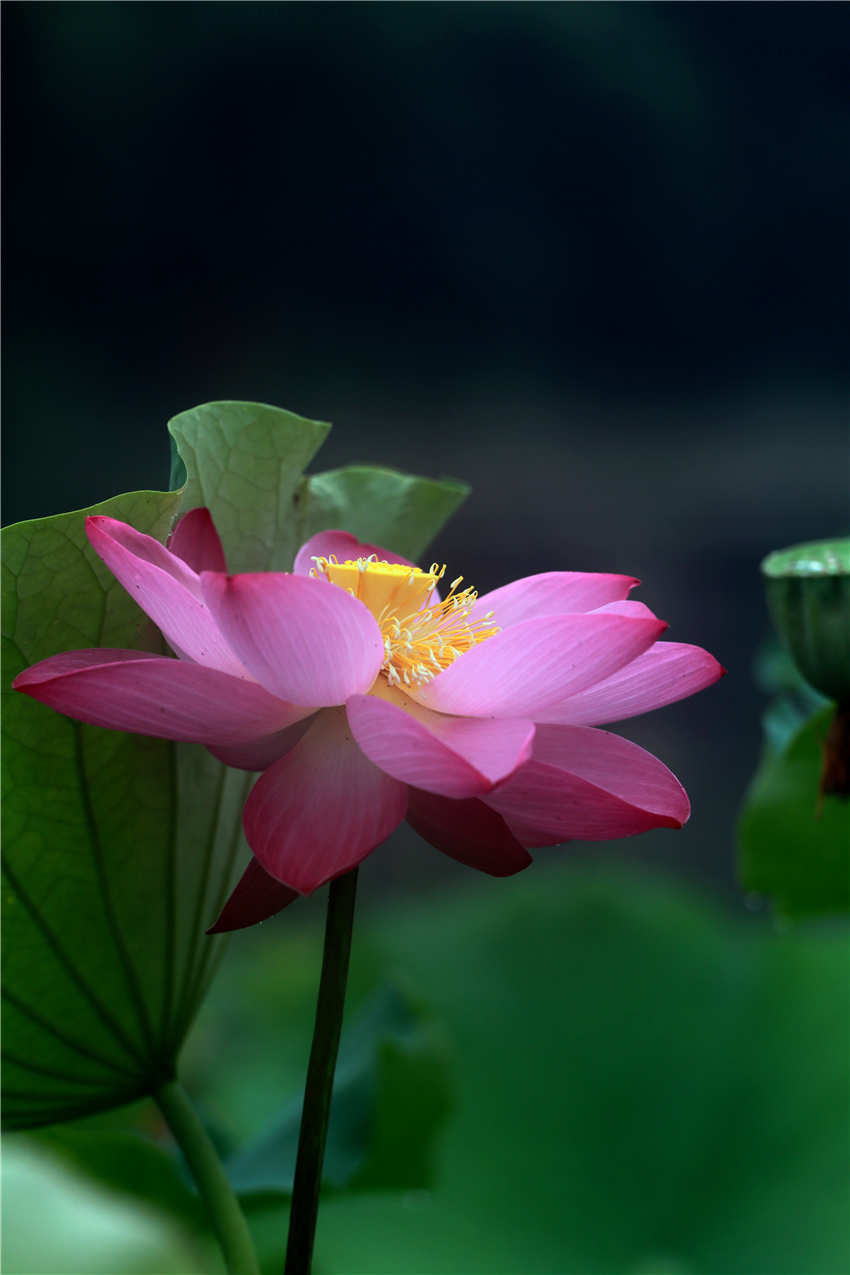 美荷021.jpg