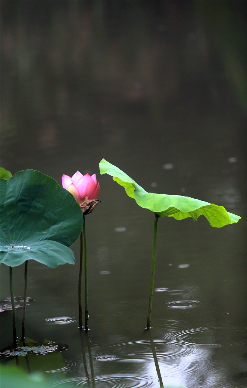 美荷025.jpg