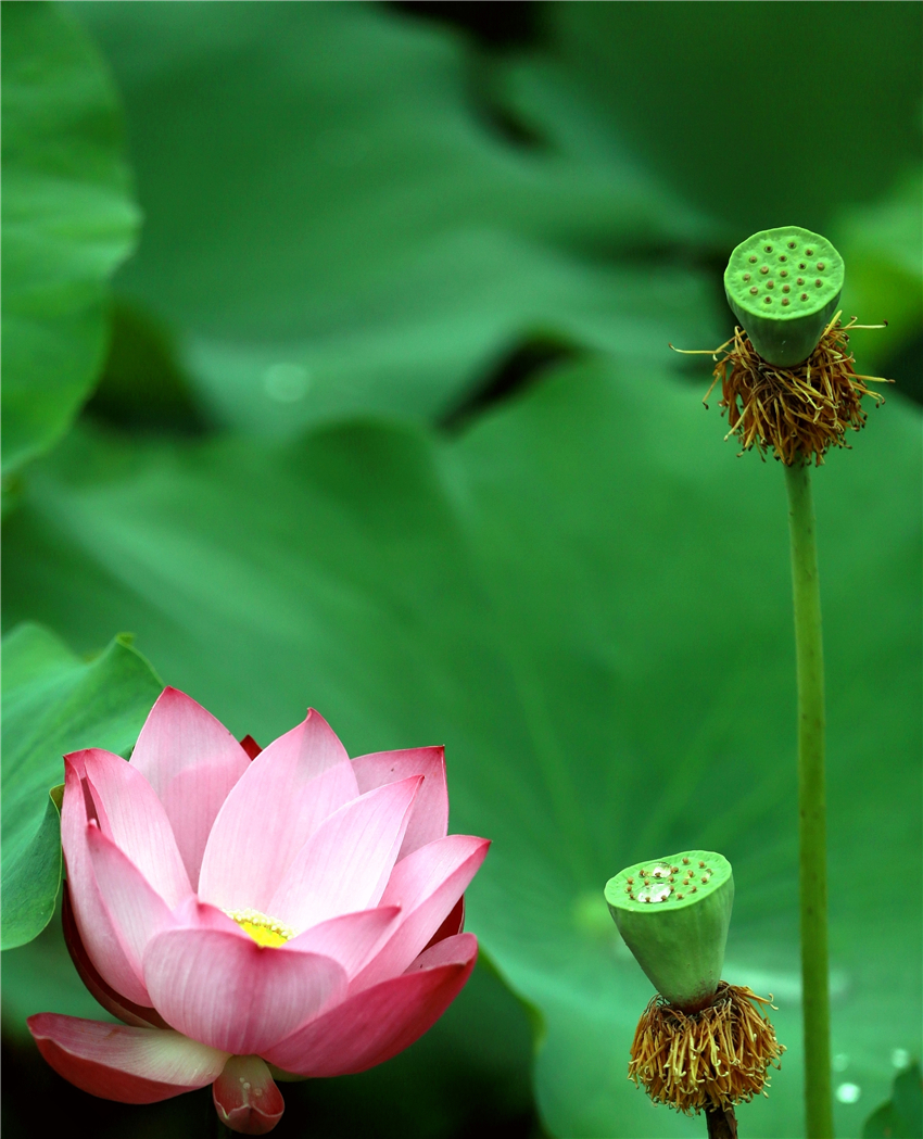 美荷028.jpg