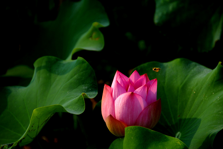 荷 花 (1).jpg