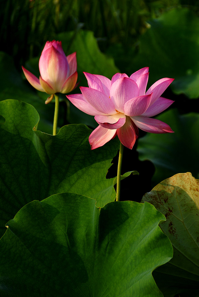 荷 花 (2).jpg