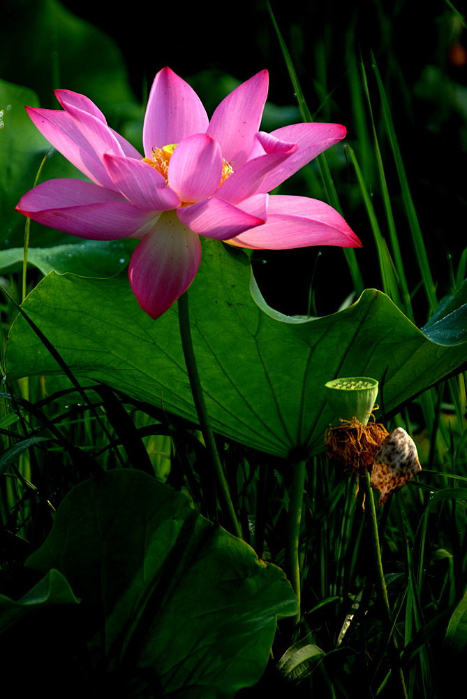 荷 花 (5).jpg