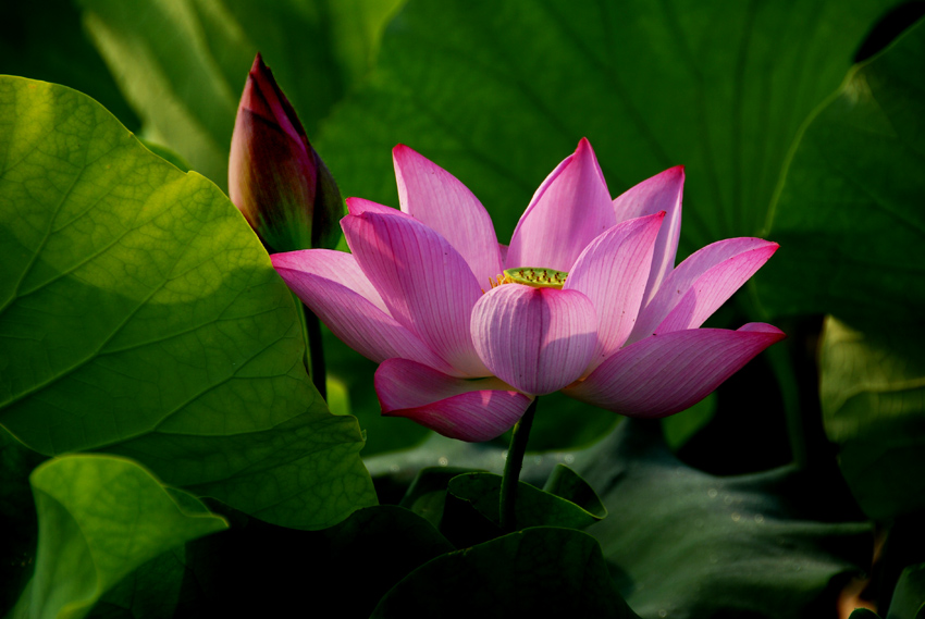 荷 花 (9).jpg