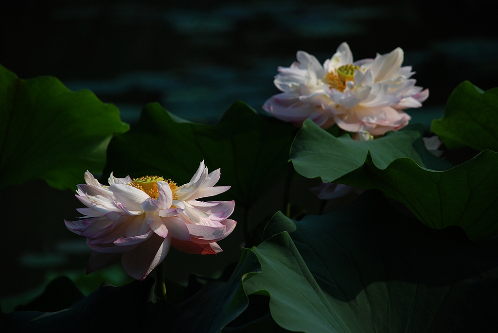 DSC_0265.JPG
