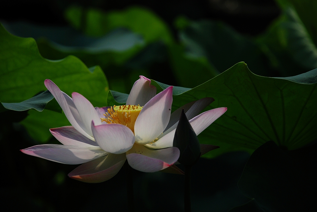 DSC_0301.JPG