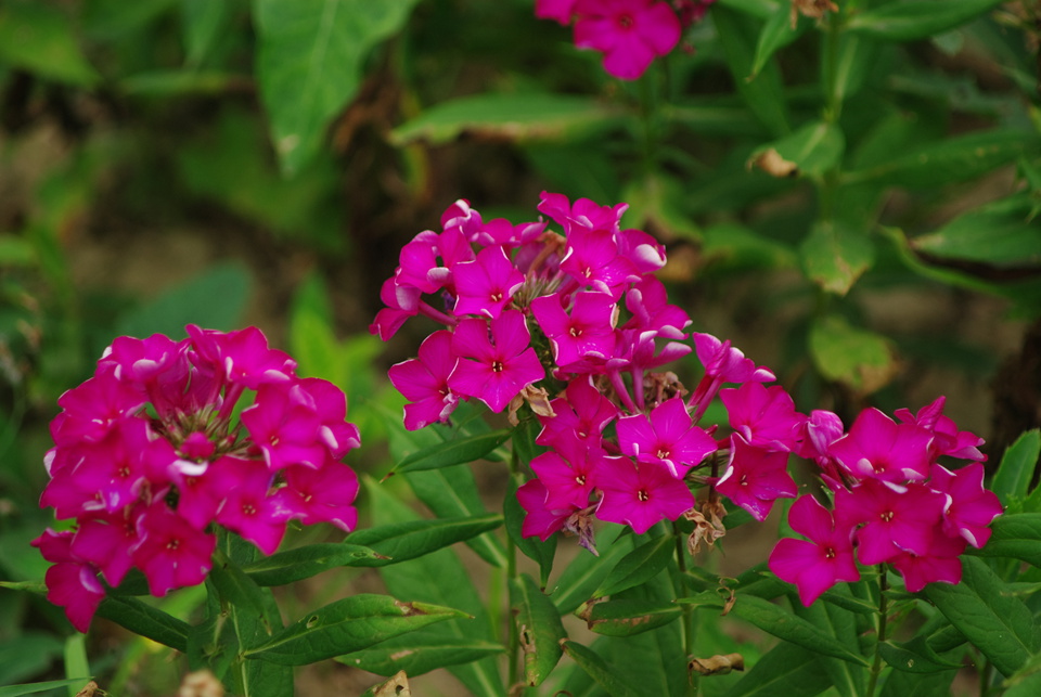 IMGP8365.jpg