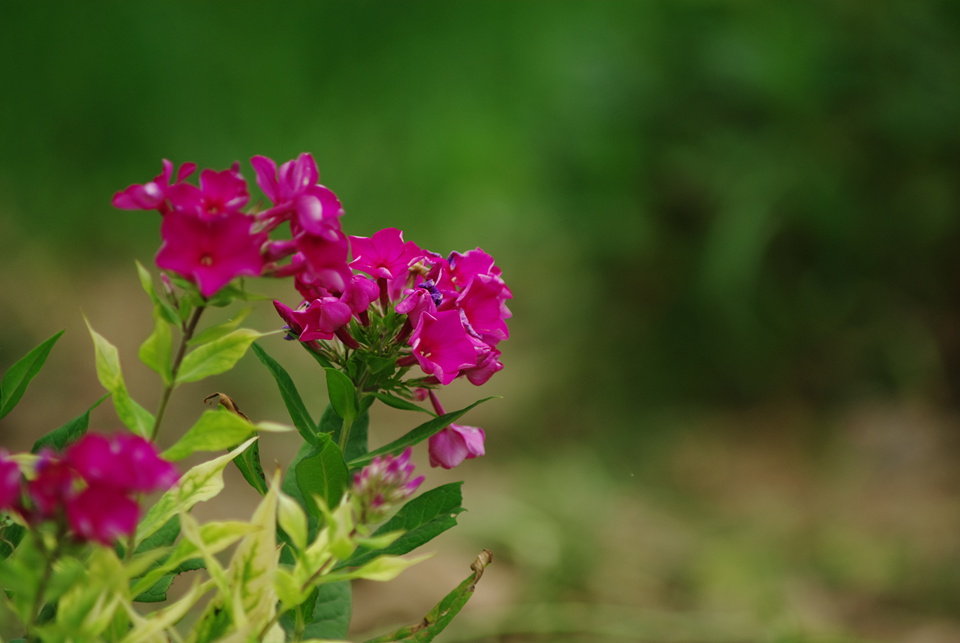 IMGP8366.jpg