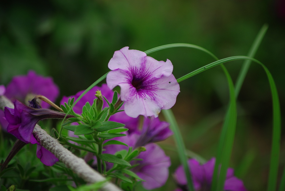 IMGP8376.jpg
