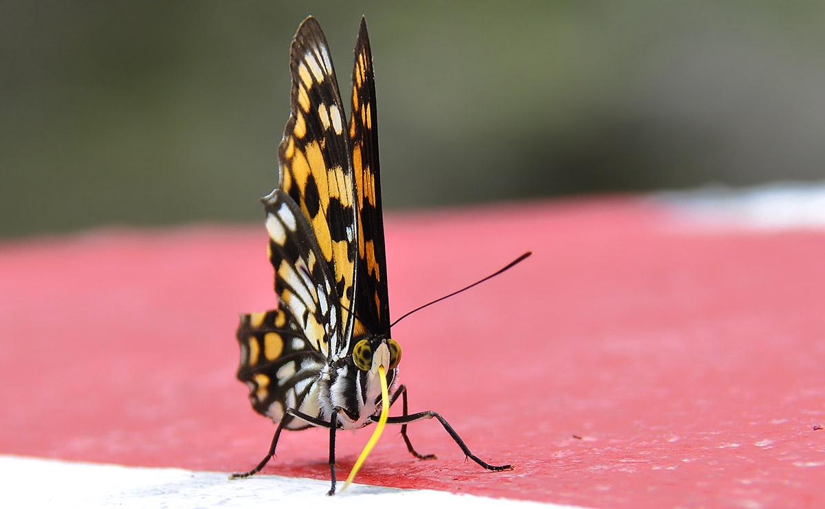 _DSC8243副本.jpg