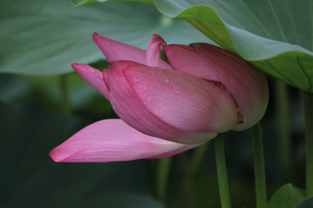 IMG_2926清水头观荷.JPG